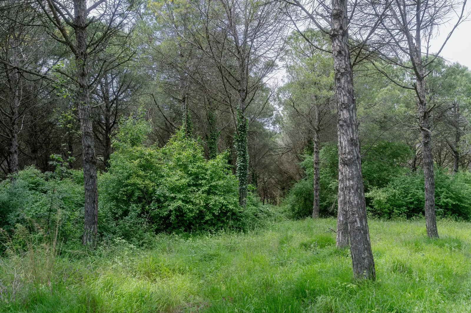 Terreno à venda em Carrão, São Paulo — Terreno